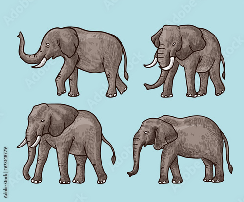 brown Elephant  vector illustration with shading and consisting of three images