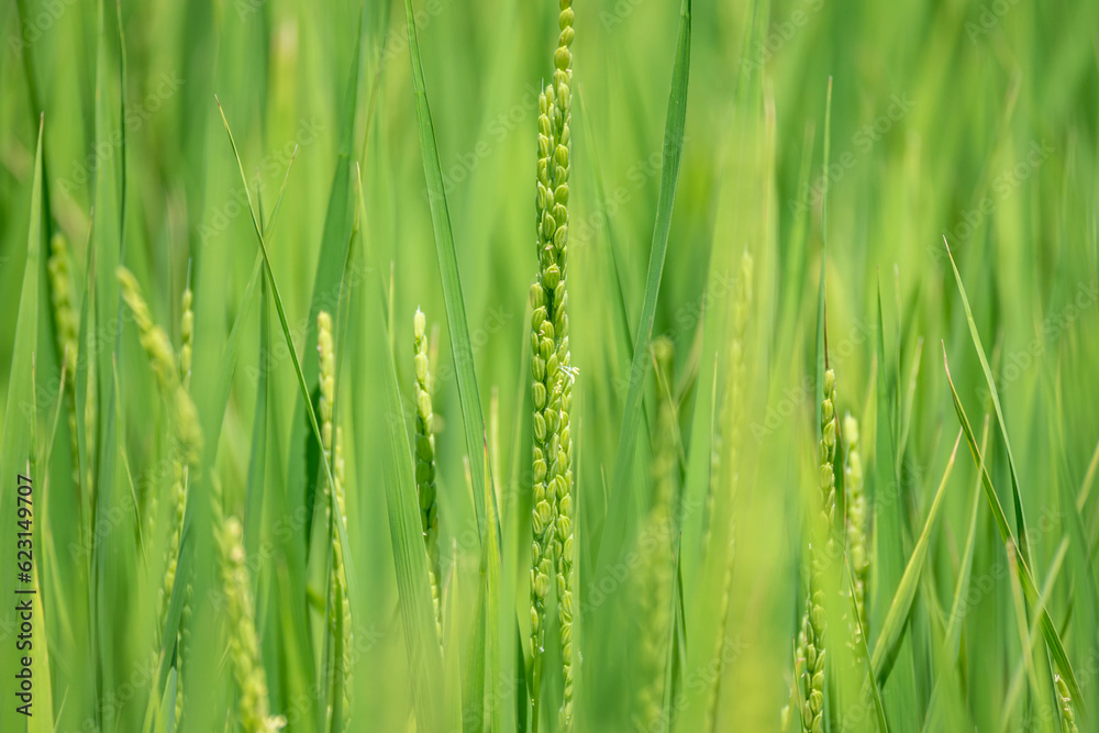 夏に花咲く稲