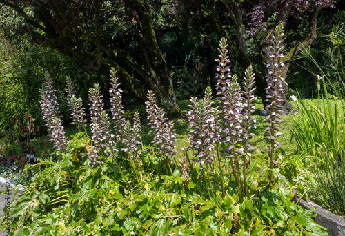 Obraz na plátně Fruits of artist‘s acanthus (Acanthus Mollis)