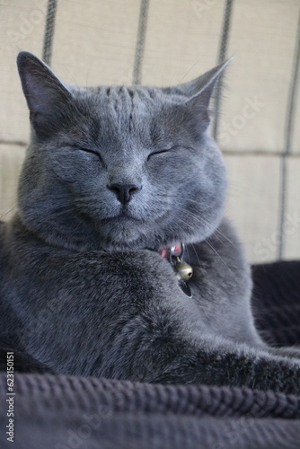 Grey Cat Squinting with Love