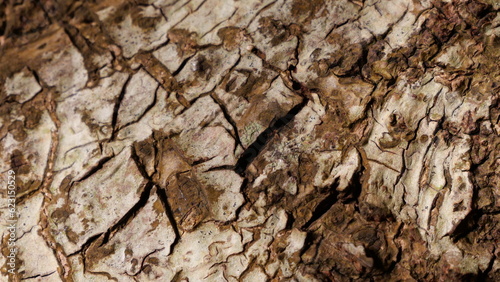 Detailed close-up of tree bark