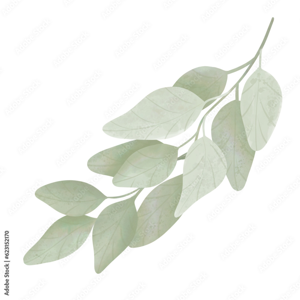 Fototapeta premium Olive leaves isolated on white