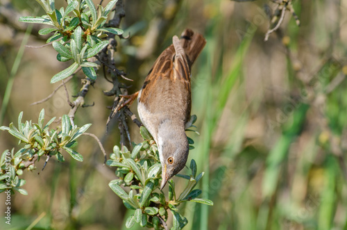 Whitethroat, Syliva Communis, upside down in a gorse bush. © Vic Thornley