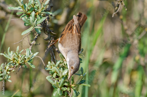 Whitethroat  Syliva Communis  upside down in a gorse bush.