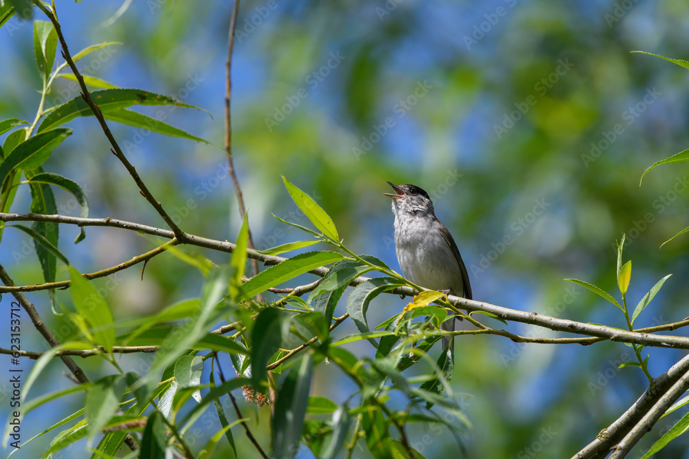 Blackcap, Sylvia Atricapilla, Singing in spring from a tree branch Blackcap, Sylvia Atricapilla, Singing in spring from a tree branch