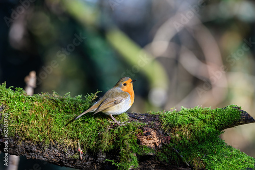 Eurasian Robin, Erithacus rubecula, perched on a moss covered log