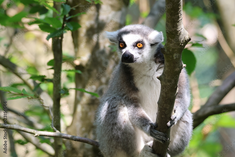 Obraz premium lemur on tree