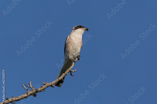 shrike sitting on dry branch against blue sky
