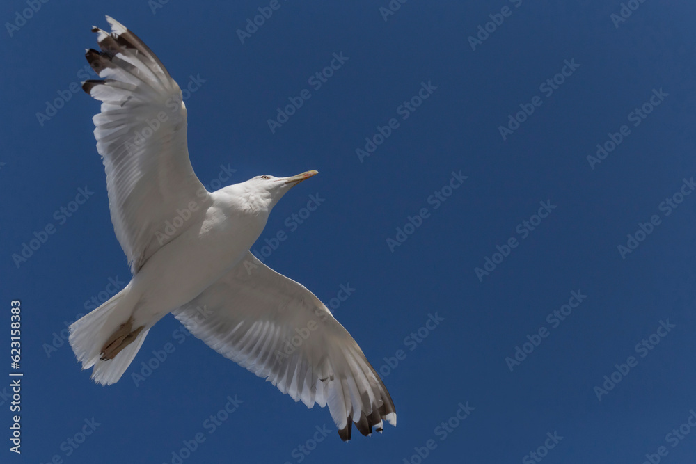 Obraz premium close up of herring gull flying in a blue sky