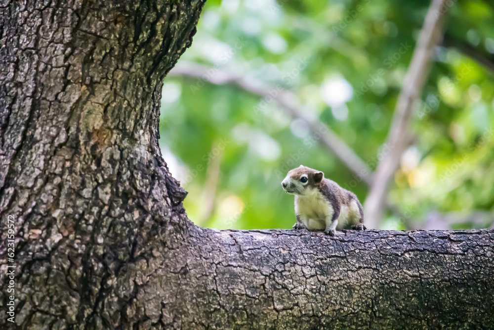 Closeup portrait of variable squirrel Callosciurus finlaysonii, sitting on a tree branch in a Thailand park