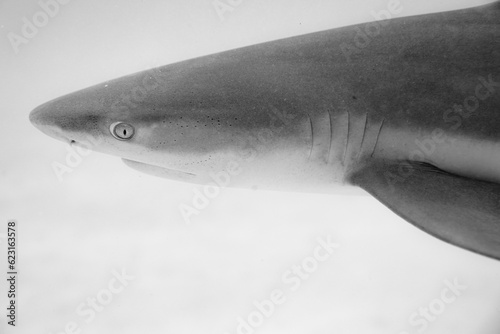 Side view of shark head swimming in deep sea photo