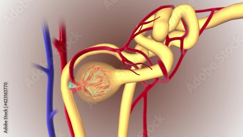 Structure of the Nephron Proximal convoluted tubule
