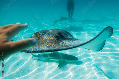 Anonymous diver swimming with stingray and shark in blue sea