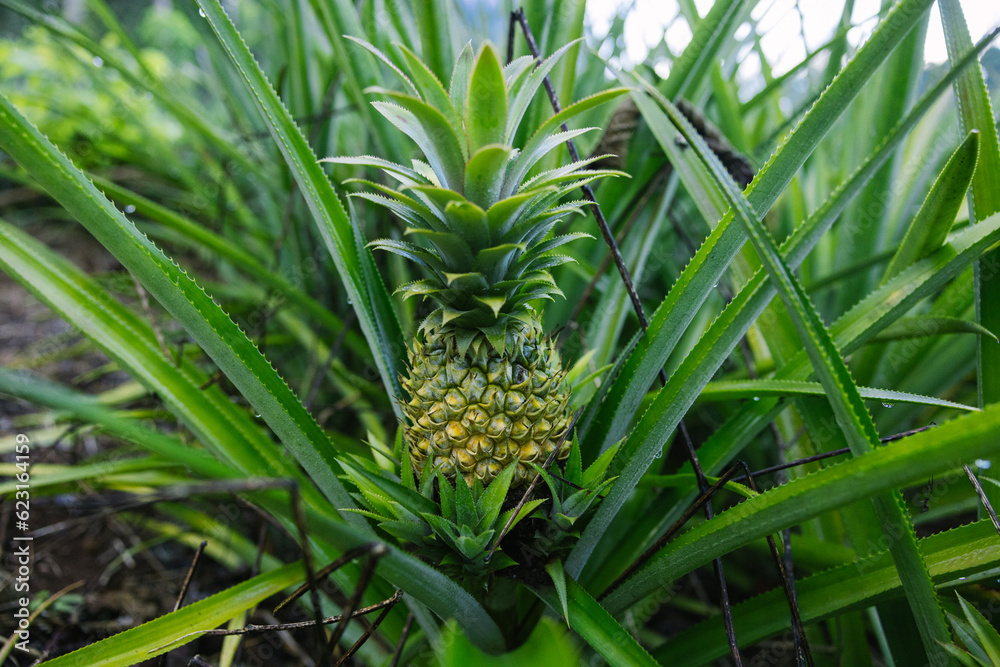 Pineapple plants with fruit indaylight Pineapple plants with fruit indaylight