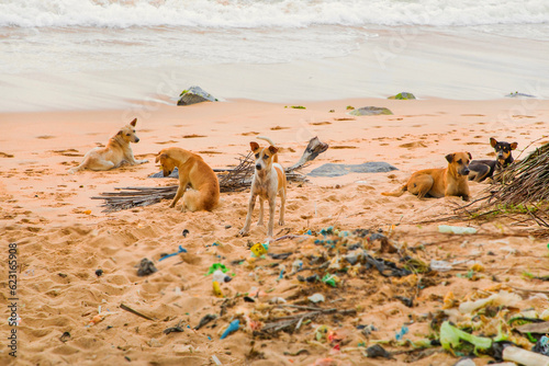 a pack of stray dogs and a mountain of used plastic on the beach in Sri Lanka