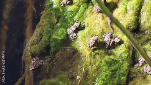 Baby western toadlet swims lazily into the current of his creek home