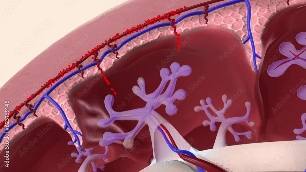 Oxygen and nutrients from the mother's blood are transferred across the