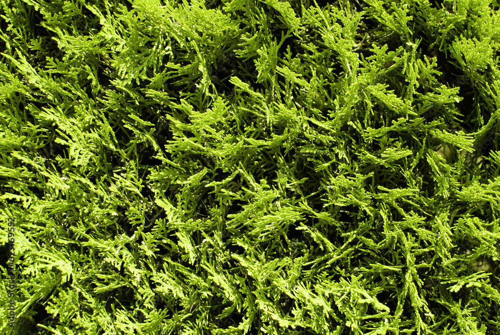 Green background of sheared cypress branches. View from above. Natural background for advertising, text, background for fabric, paper, wallpaper. Green background of sheared cypress branches. View from above. Natural background for advertising, text, background for fabric, paper, wallpaper.