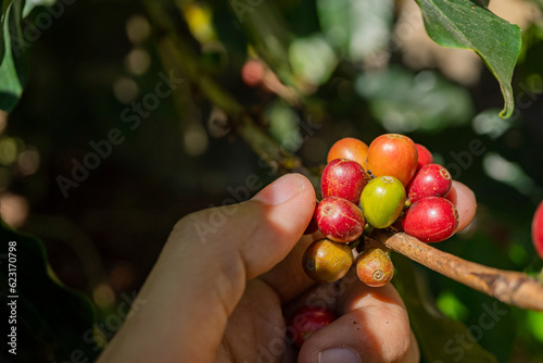 Hand hold and showing the raw coffee beans when harvest season. The photo is suitable to use for coffee shop poster, background and content media.