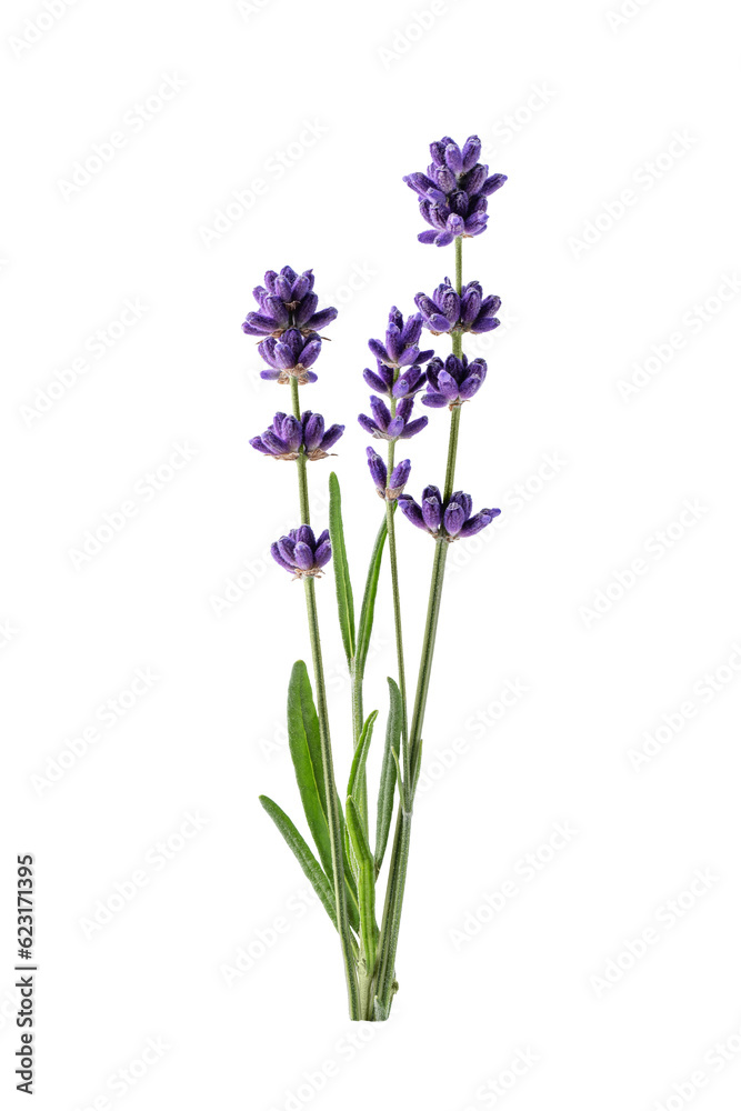 Naklejka premium Lavender flower isolated on transparent background.