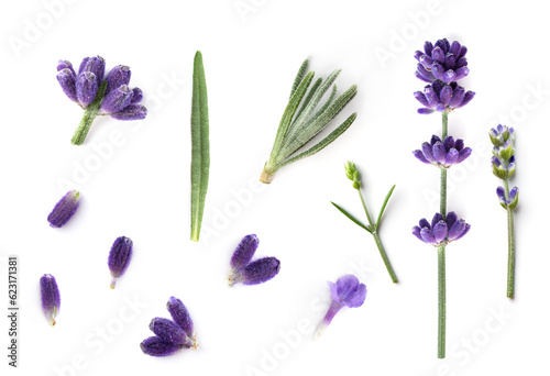 Fototapeta Naklejka Na Ścianę i Meble -  Collection of Lavender flowers isolated on white background. Lavender flower design elements for alternative and herbal medicine and beauty therapy.