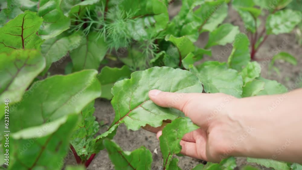 Beet leaf. Green Nature Background. Growth beetroots Beta vulgaris. Selective focus Beet leaf. Green Nature Background. Growth beetroots Beta vulgaris. Selective focus