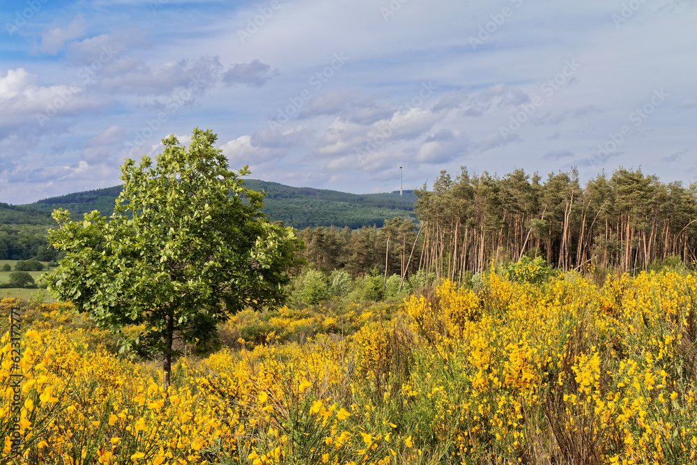 Spring - Landscape with yellow-blooming shrubs.