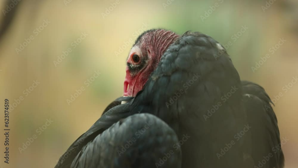 Turkey Vulture Preening Feathers - Shallow Depth of Field Turkey Vulture Preening Feathers - Shallow Depth of Field