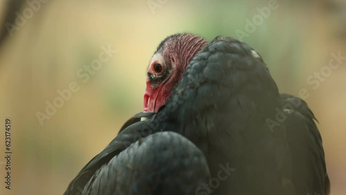 Turkey Vulture Preening Feathers - Shallow Depth of Field