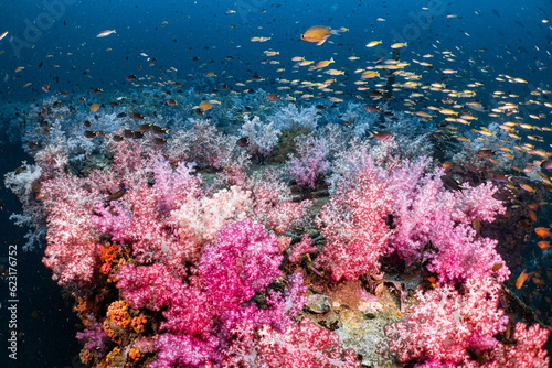 Soft corals come in a variety of colors. and there were many fish living there