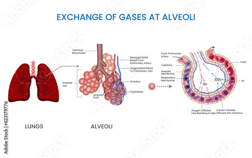 In Alveoli oxygen and carbon dioxide exchange occurs, it is  Vital for efficient breathing