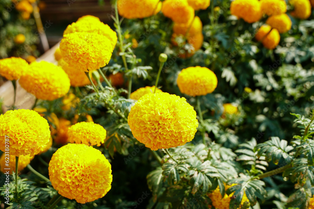 Lots of beautiful  marigold flowers (Tagetes erecta) in the natural garden. Inspirational Motivational quote- Start your Monday morning light  with  yellow  flowers. Monday Quote.