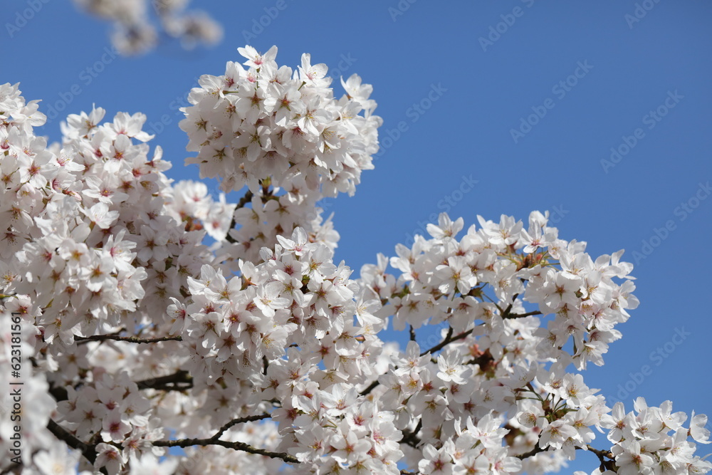 Clusters of white-pink flowers of Japanese sakura Clusters of white-pink flowers of Japanese sakura