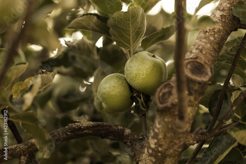 Two apples on a branch, on the tree and between leaves, Sepia