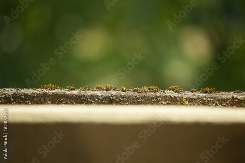 Closeup of moss on stone