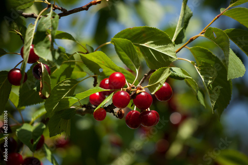 Ripe red cherries on a branch