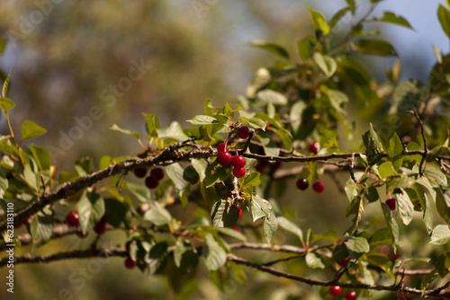 Red cherry on the branch of a tree