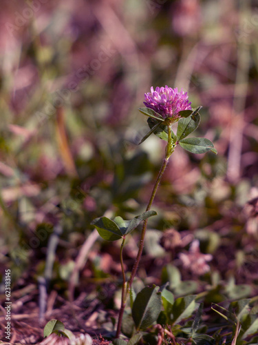 Purple clover blossom on a meadow in sunlight