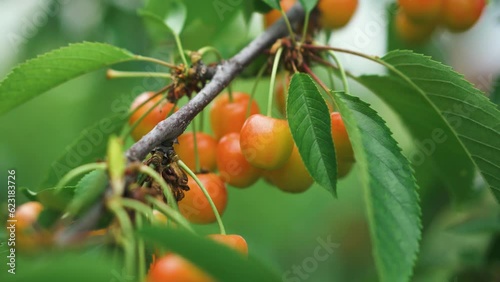 Red cherries on trees, ripe berries with green leaves. Organic fruits