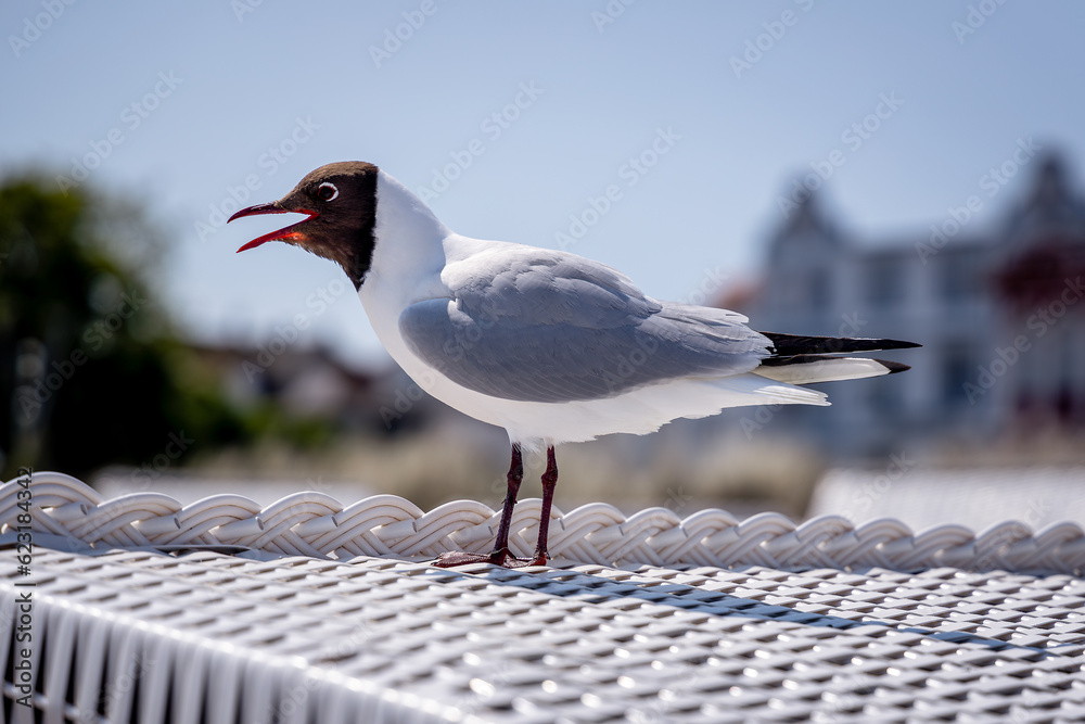 black-headed gull at the Baltic Sea black-headed gull at the Baltic Sea