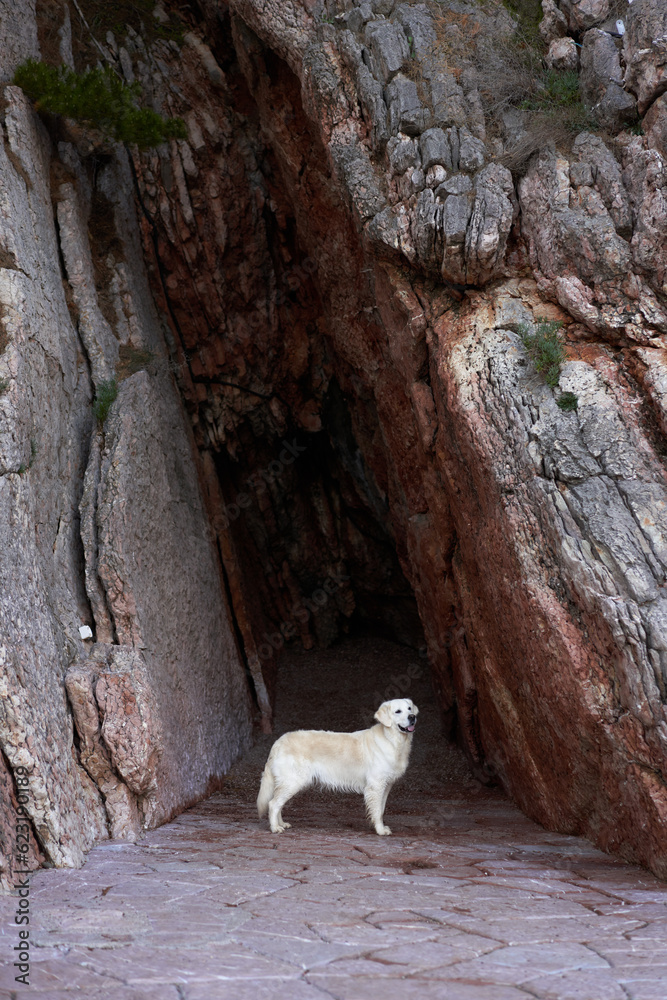 dog in a cave near the rocks. Golden Retriever in nature. Traveling with a pet dog in a cave near the rocks. Golden Retriever in nature. Traveling with a pet