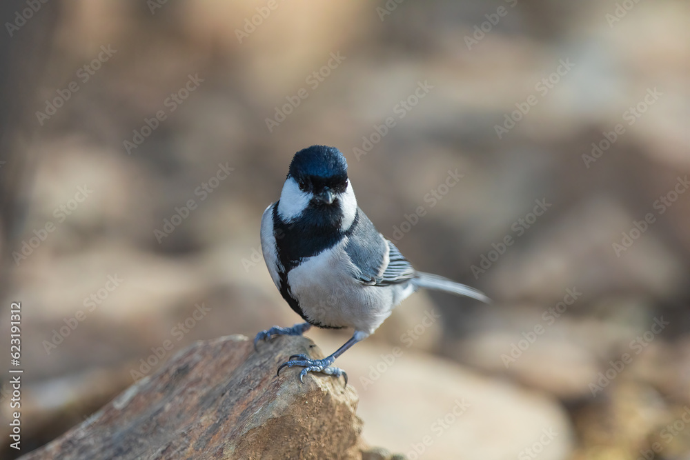Obraz premium Great tit (Parus major) at Leh, Ladakh UT, India