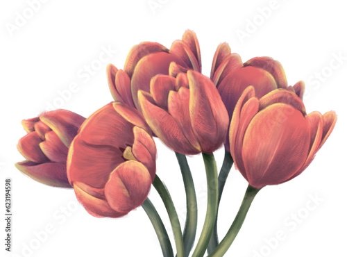 Ilustraci√≥n de un manojo de tulipanes color rosa photo