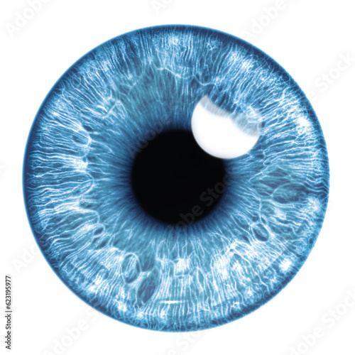 Blue eye iris - human eye