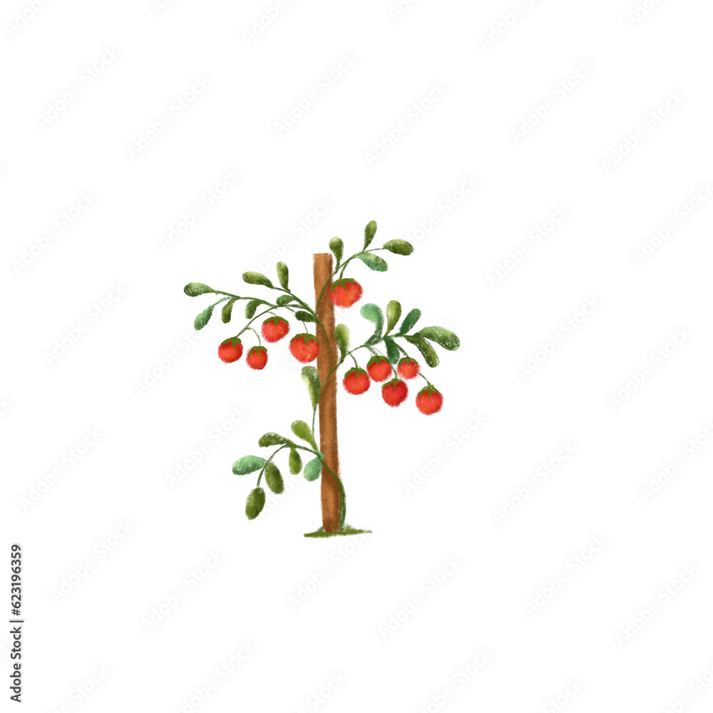 Cute cartoon hand drawn tomato or tomato tree. Concept of vegetable organic healthy fruit clip art or sticker. Agriculture tomato garden cartoon educational element. Isolated tomato tree art work.