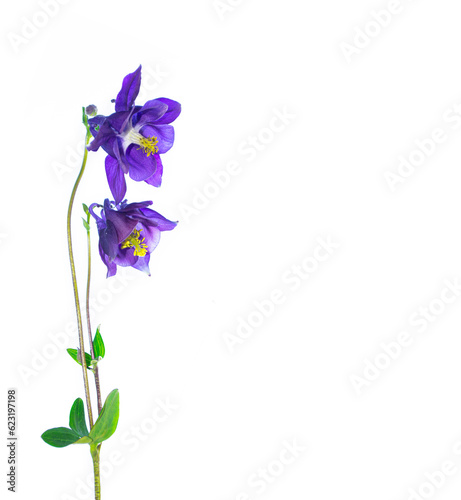 Fotografie Bright aquilegia flower isolated on white background.