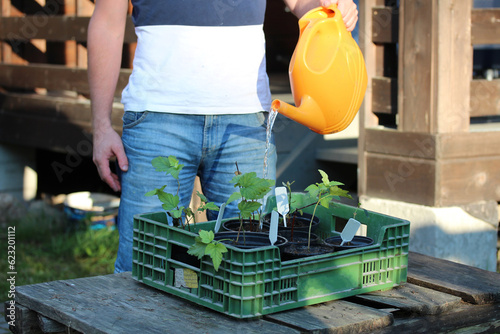 A man watering plants. Gardener with box with flower pots with a seedlings outdoor.
 photo