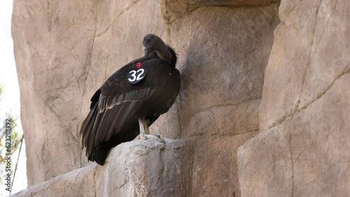 Endangered Rescued California Condor Perched on Rock
