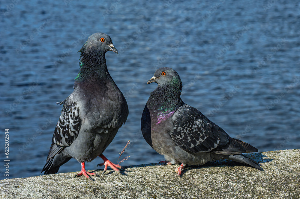 A series of images. Two blue pigeons are sitting on a stone surface. Birds are engaged in a love game. They kiss and copulate. There is a water space in the background A series of images. Two blue pigeons are sitting on a stone surface. Birds are engaged in a love game. They kiss and copulate. There is a water space in the background