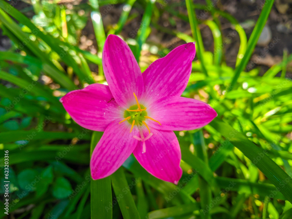 The pink rain lily is a species of plant of the genus Zephyranthes or rain lily native to Peru and Colombia. The pink rain lily is a species of plant of the genus Zephyranthes or rain lily native to Peru and Colombia.